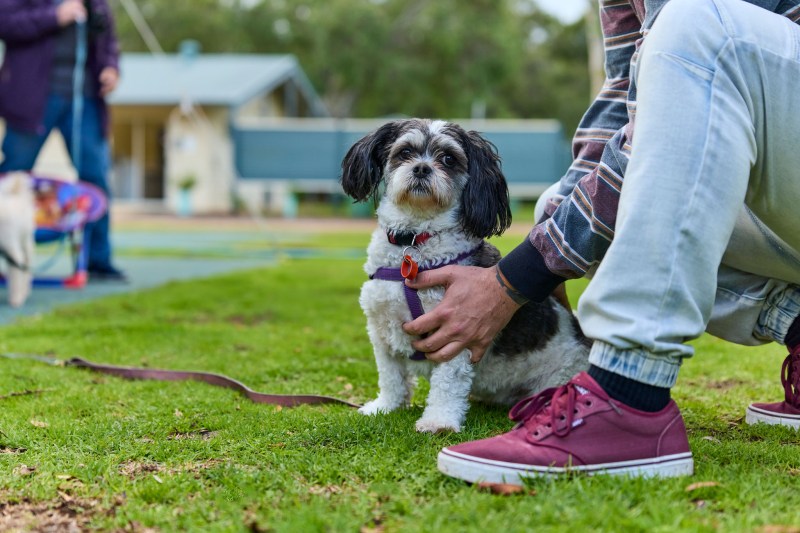 Dog Friendly Holidays Wa