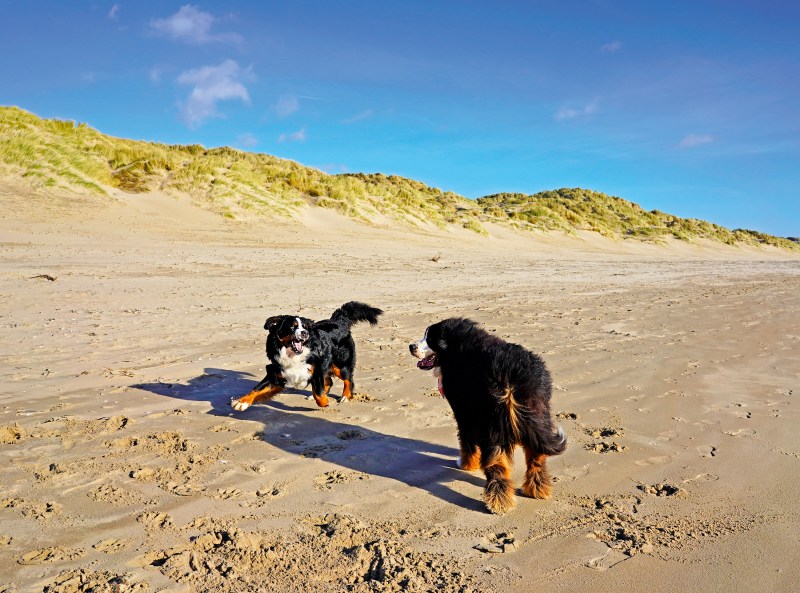 Dog Friendly Hotels Coastal Uk