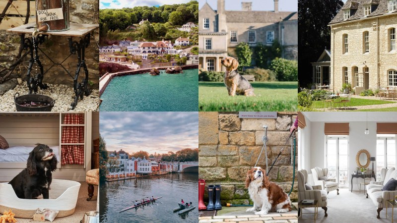 Dog Friendly Hotels East Sussex