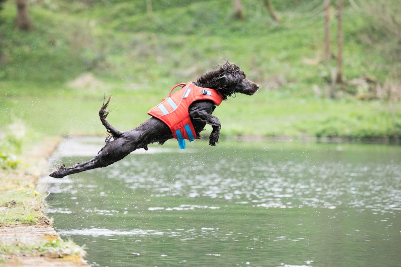 Dog Friendly Lakes Near Me To Swim