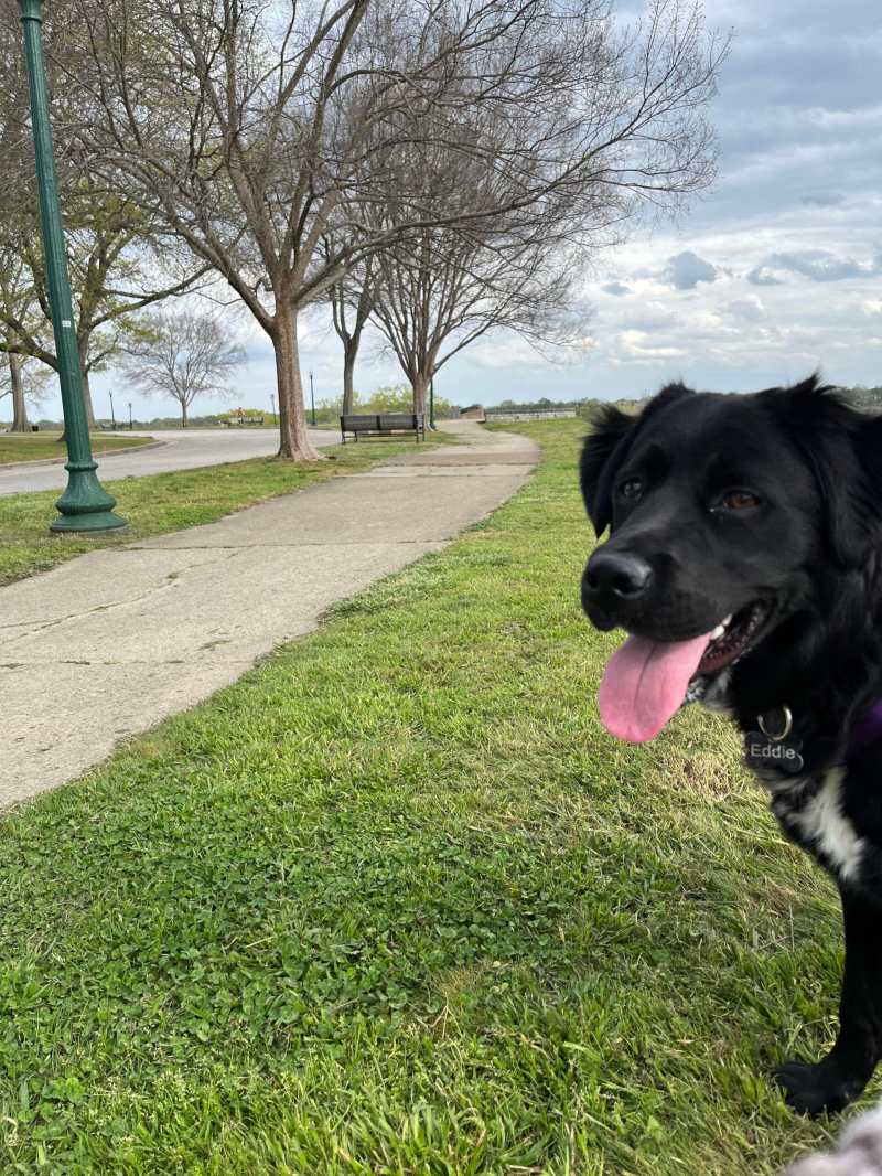 Dog Friendly Parks Near Me Now