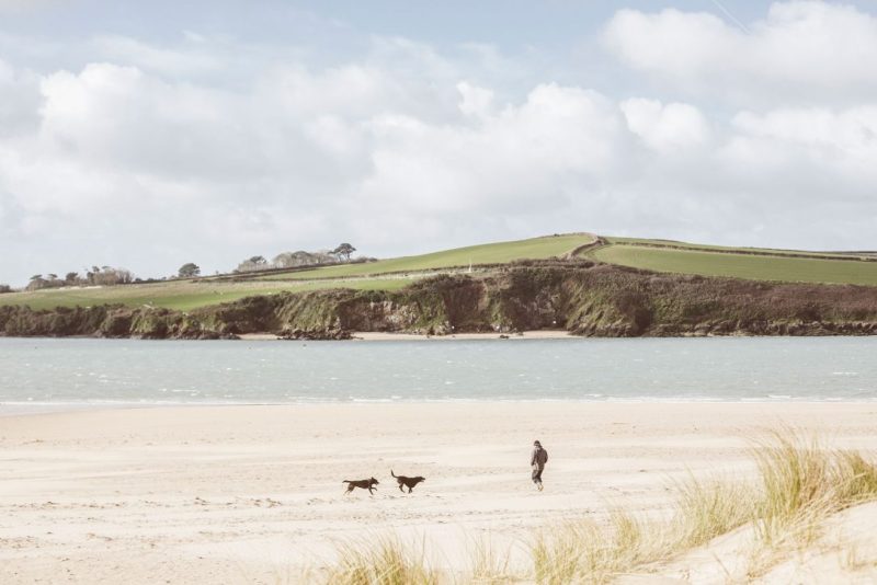 Dog Friendly Places To Visit In Cornwall