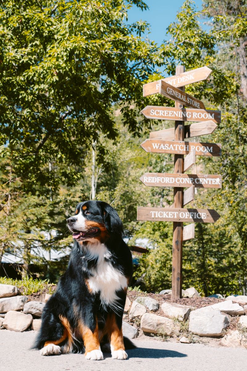 Dog Friendly Resorts Vermont