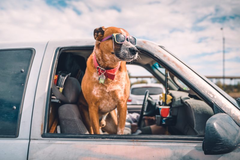 Dog Friendly Travel Australia