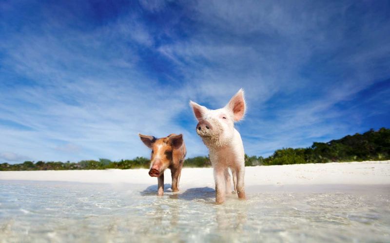 Dog Friendly Tropical Vacations