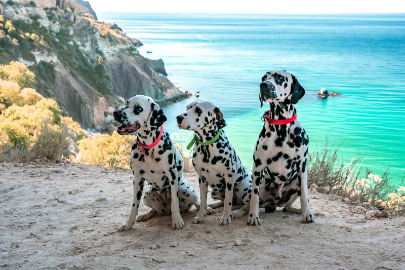 Dog Friendly Vacations In Northeast