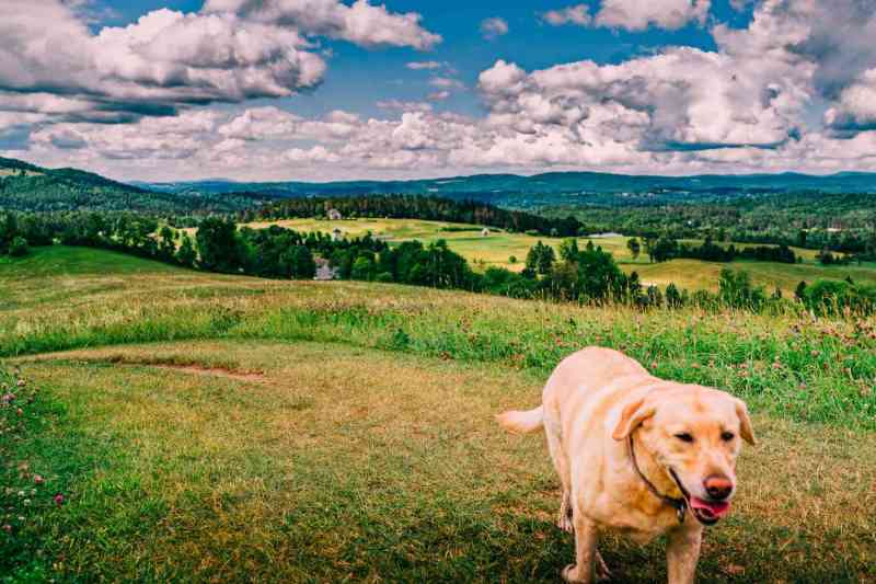 Dog Friendly Vacations In October