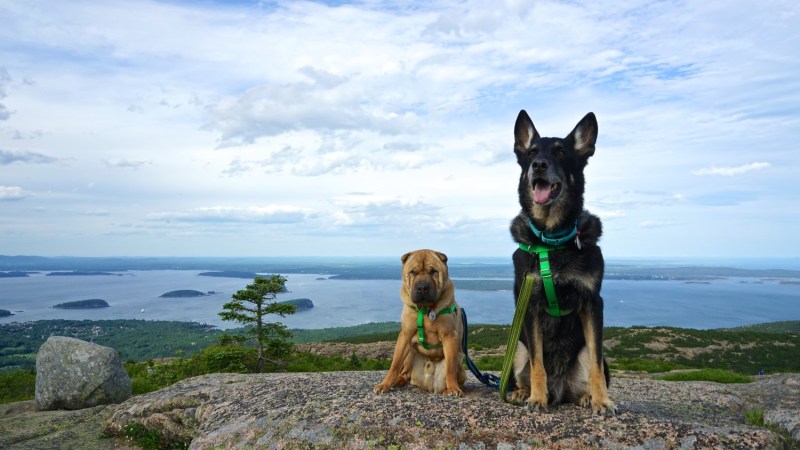 Dog Friendly Vacations Maine