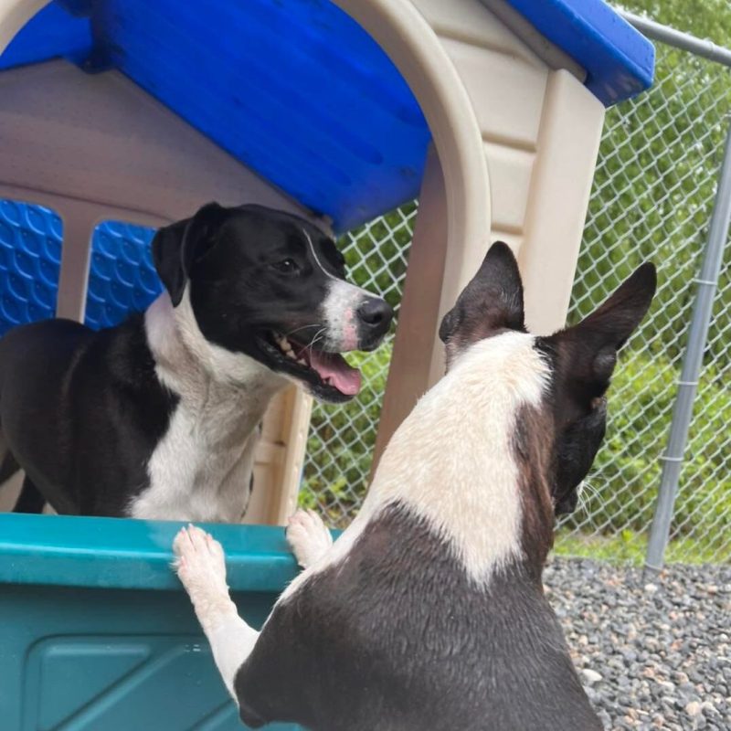 Dog Vacation Kennels Near Me