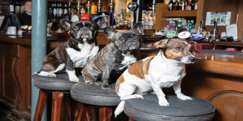 Good Dog Friendly Pubs Near Me