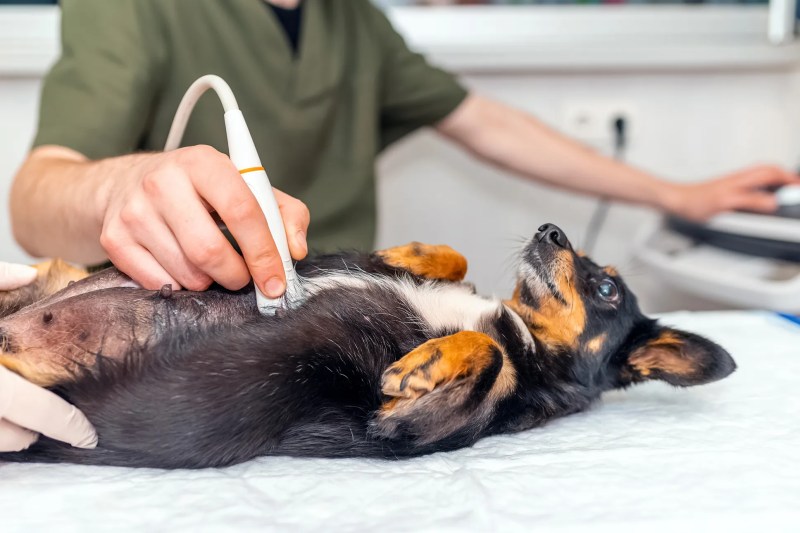 How Much Does It Cost To Get My Dog Spayed