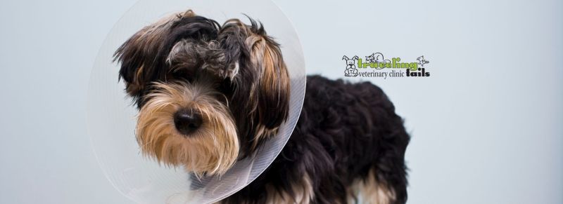 How Much Does It Cost To Have A Puppy Spayed