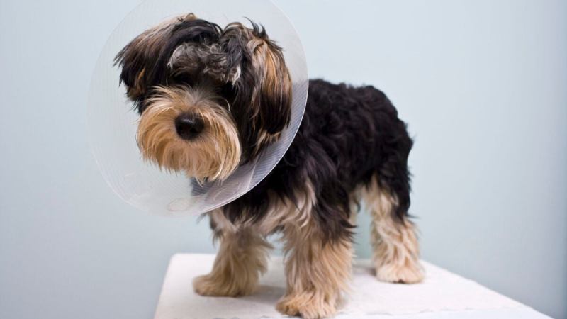 How Much To Get Your Dog Spayed