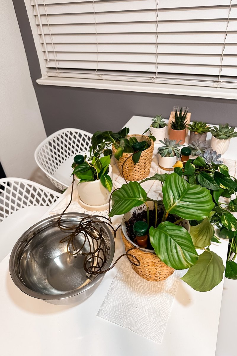 Self Watering Indoor Plants While On Vacation