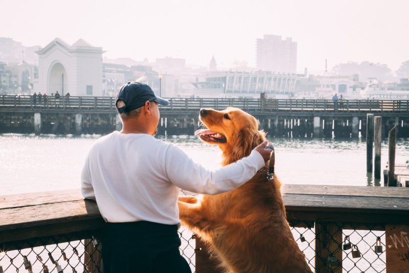 Top Dog Friendly Cities In Us