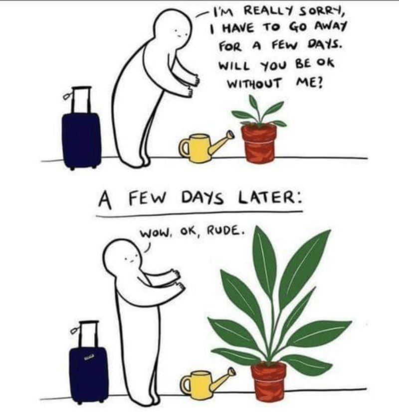 What To Do With My Plants While On Vacation