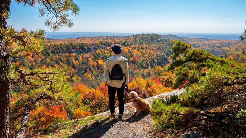 Best Day Trips With Dogs Near Me