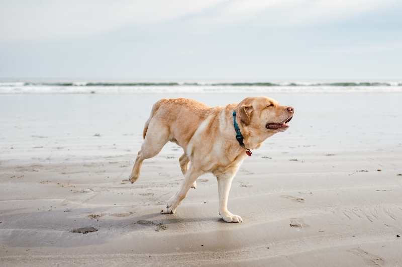 Best Dog-friendly Beach Holidays Uk