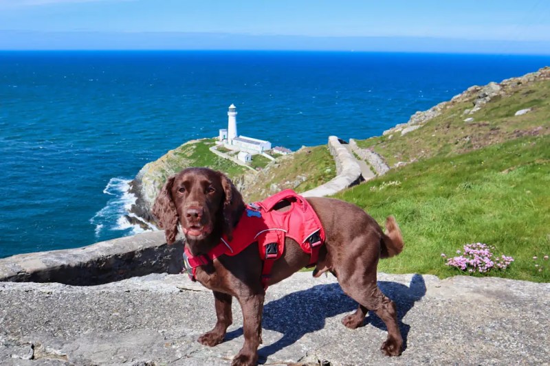 Best Dog Friendly Beaches Anglesey