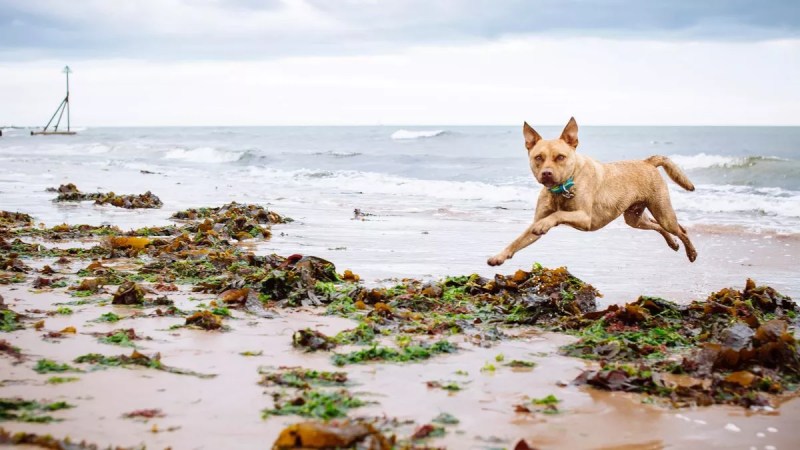 Best Dog Friendly Beaches East Devon