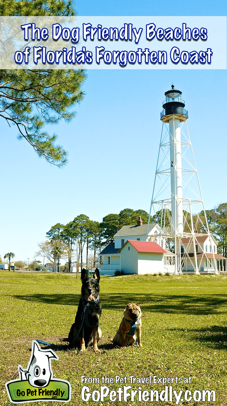 Best Dog Friendly Beaches Gulf Coast