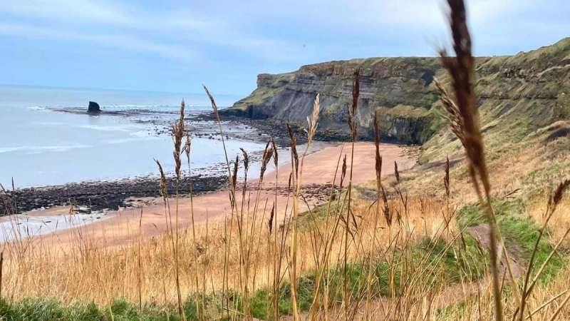 Best Dog Friendly Beaches On The East Coast