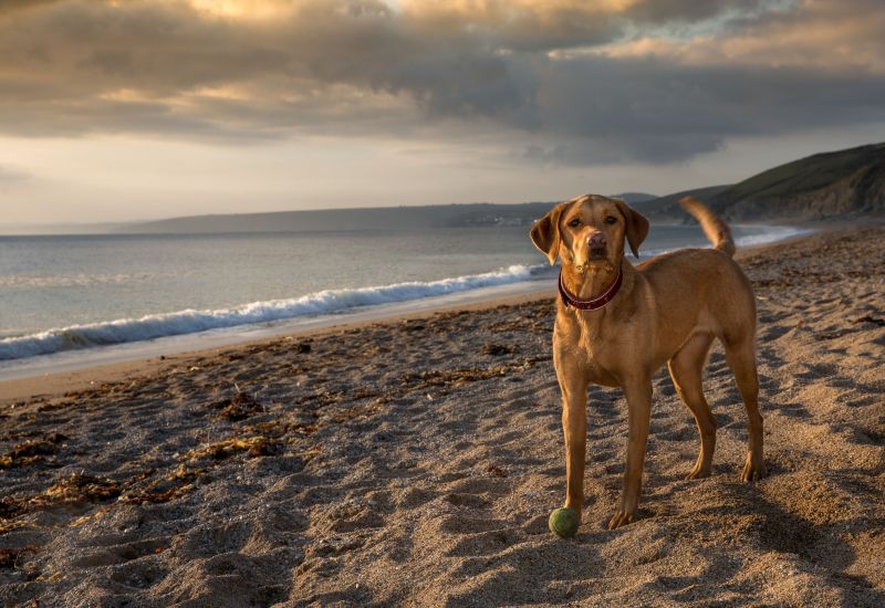 Best Dog Friendly Beaches South Coast Uk