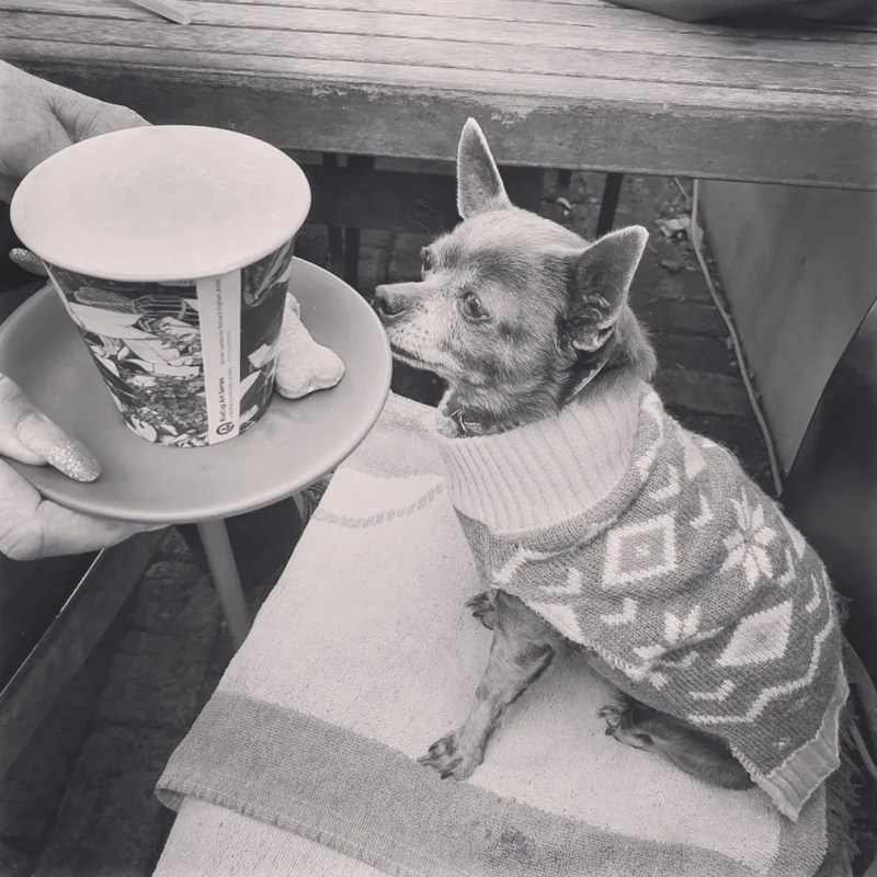 Best Dog Friendly Cafes Brisbane