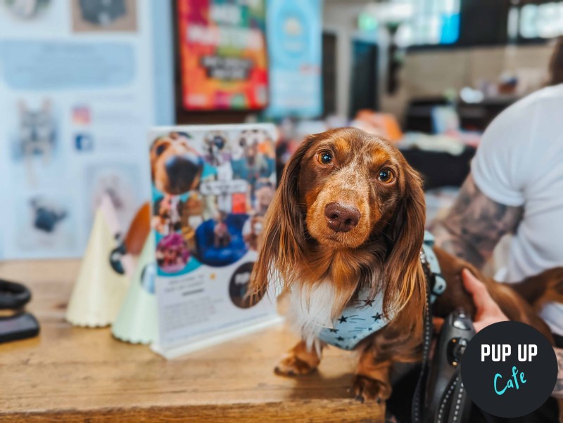 Best Dog Friendly Cafes York