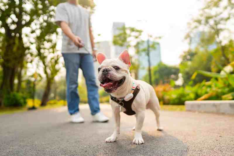 Best Dog Friendly Cities In The Us