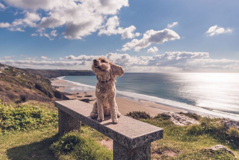 Best Dog Friendly Cornwall Beaches