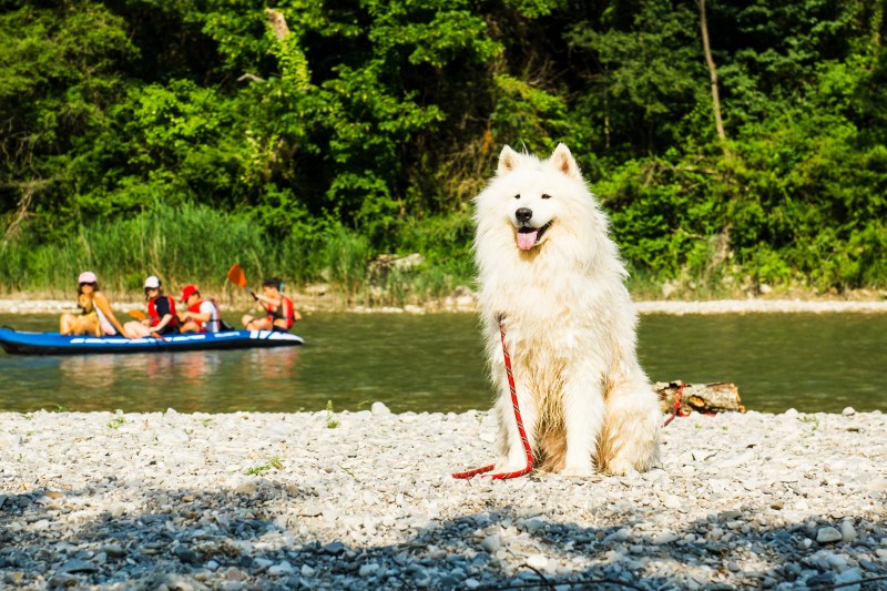 Best Dog Friendly Destinations Uk