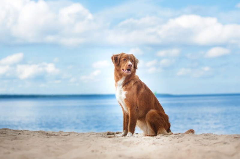 Best Dog-friendly Family Holidays Uk