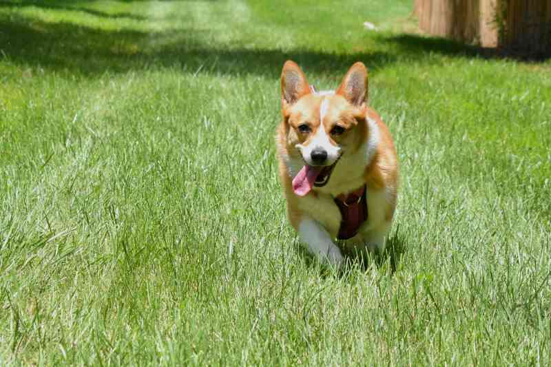 Best Dog Friendly Fertilizer