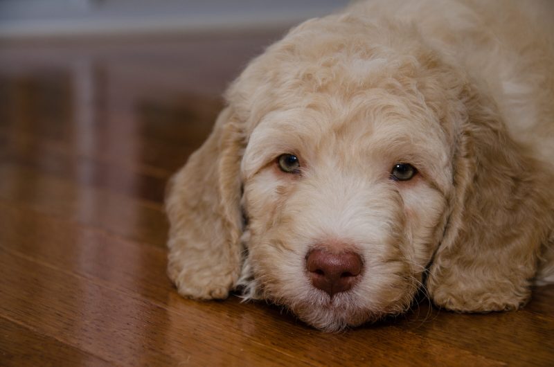 Best Dog Friendly Floor Cleaner