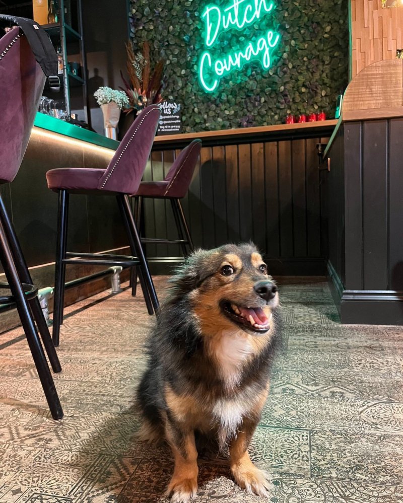 Best Dog Friendly Food Places Near Me