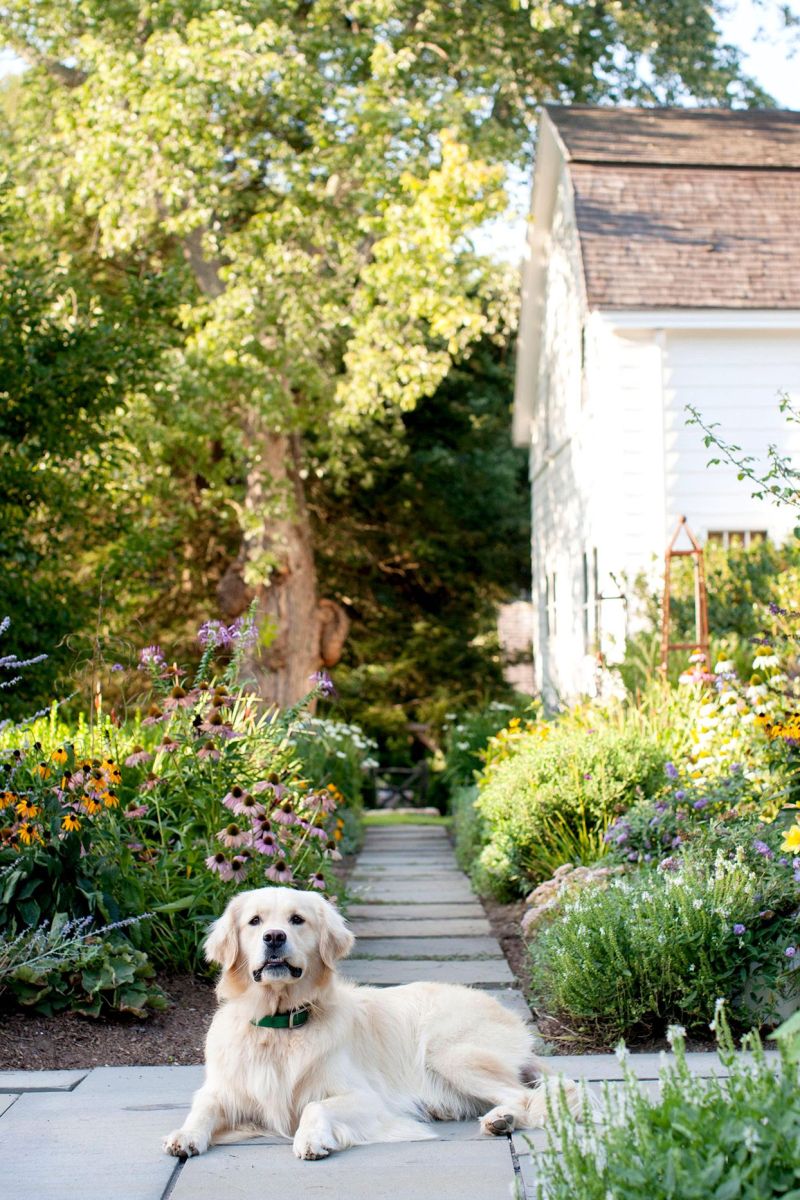 Best Dog Friendly Gardens