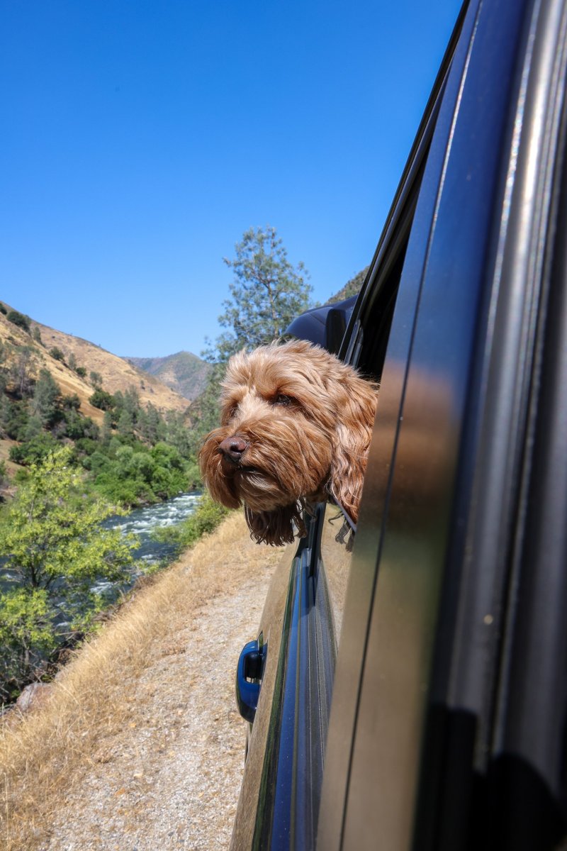 Best Dog Friendly Hikes Yosemite