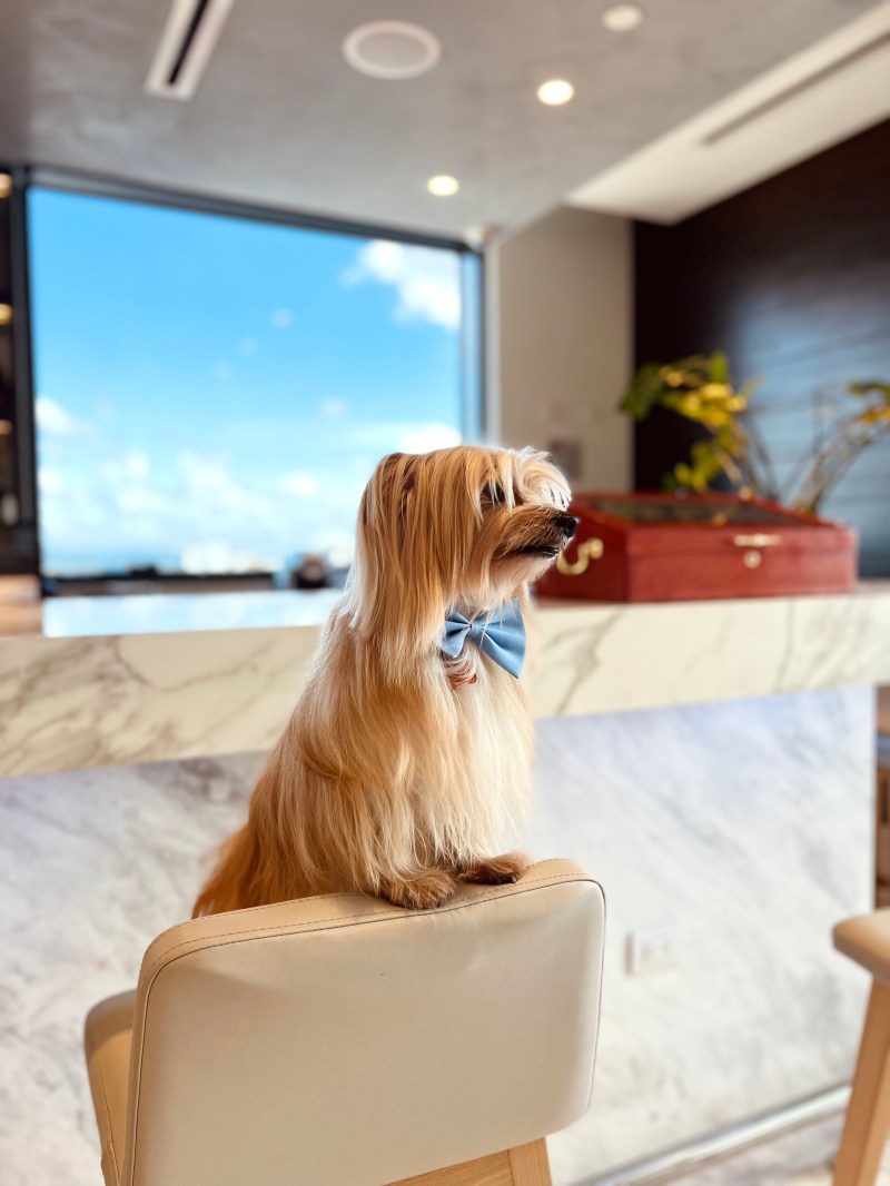 Best Dog Friendly Hotels Japan