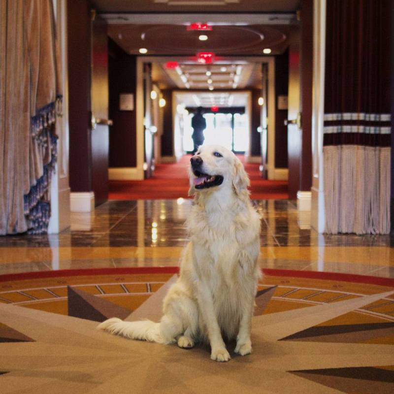 Best Dog Friendly Hotels Near Me