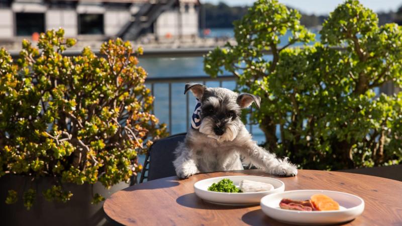 Best Dog Friendly Hotels On The East Coast