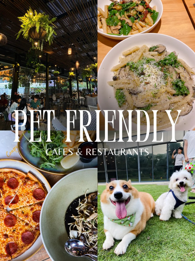 Best Dog Friendly Locations