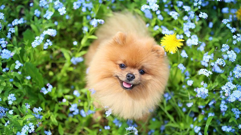 Best Dog Friendly Mulch