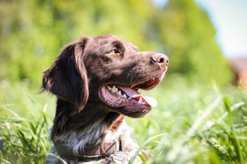 Best Dog Friendly Napa Winery