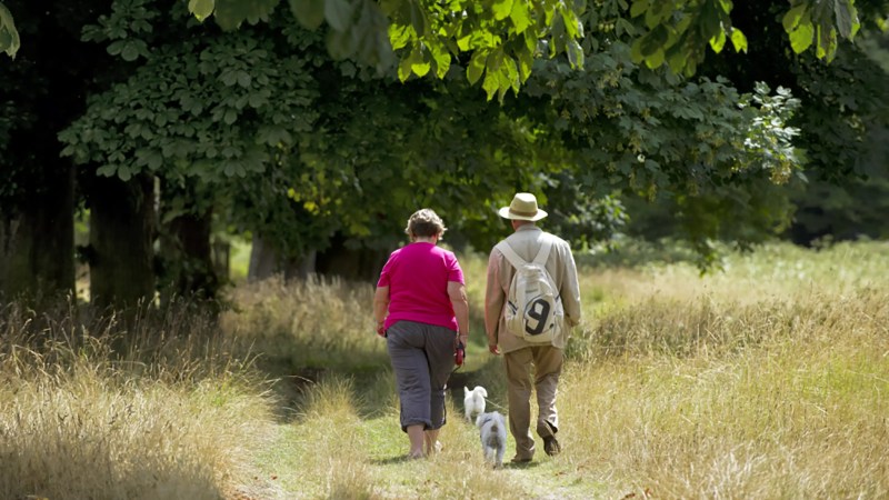 Best Dog Friendly National Trust