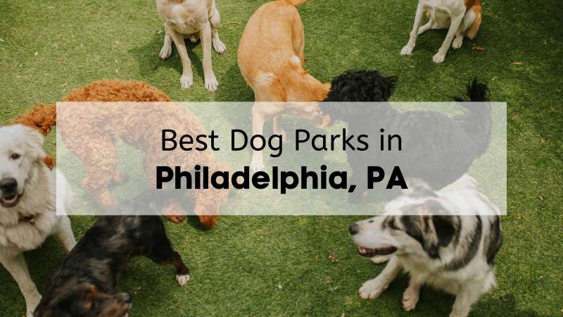 Best Dog Friendly Parks Near Me