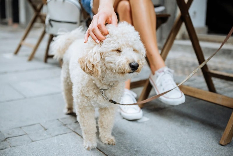 Best Dog Friendly Patios Vancouver