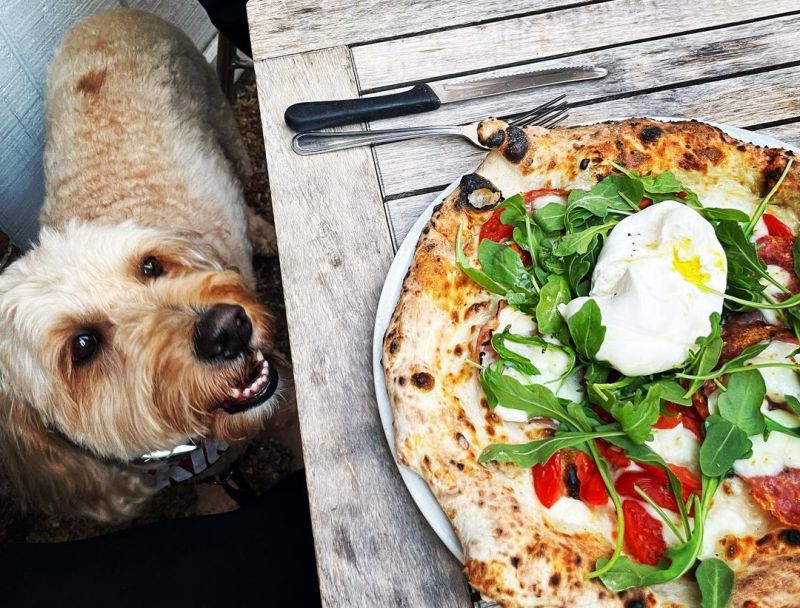 Best Dog Friendly Patios