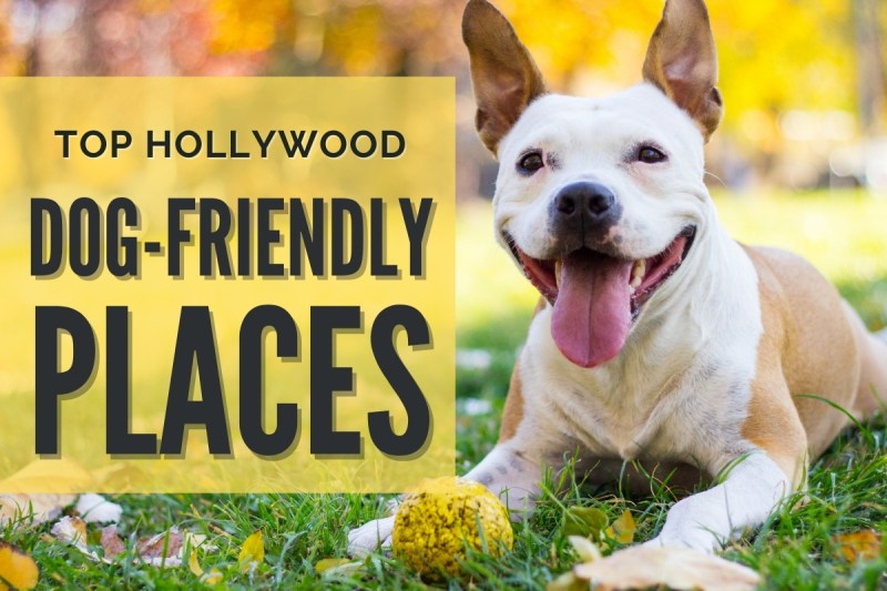 Best Dog Friendly Places Near Me