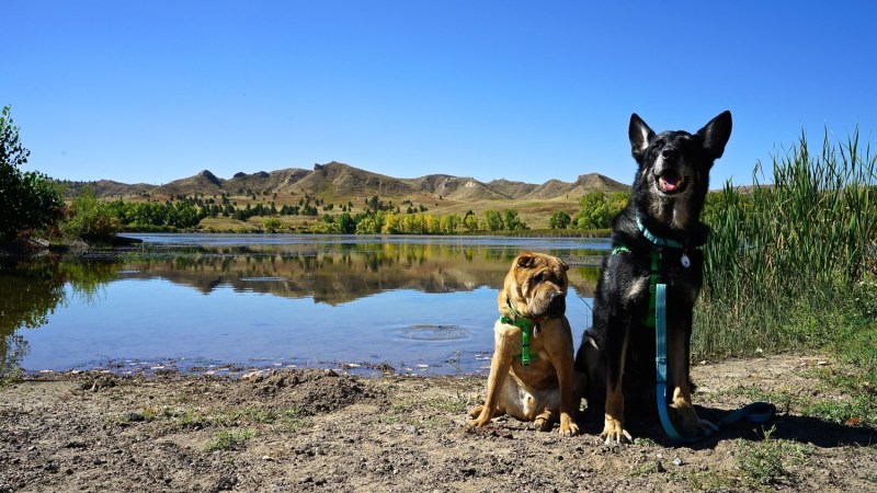 Best Dog Friendly Resorts Washington State